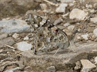 Vanessa cardui 70, Distelvlinder, Saxifraga-Willem van Kruijsbergen