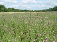 Vanessa cardui 9, Distelvlinder, habitat, Vlinderstichting-Henk Bosma