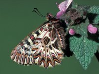 Zerynthia polyxena 11, Zuidelijke pijpbloemvlinder, Saxifraga-Frits Bink