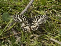 Zerynthia polyxena 23, Zuidelijke pijpbloemvlinder, Saxifraga-Willem van Kruijsbergen