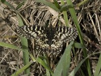 Zerynthia polyxena 24, Zuidelijke pijpbloemvlinder, Saxifraga-Willem van Kruijsbergen