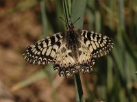 Zerynthia polyxena 38, Zuidelijke pijpbloemvlinder, Saxifraga-Bas Klaver