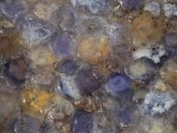 Cyanea lamarckii 10, Blauwe haarkwal, Saxifraga-Foto Fitis-Sytske Dijksen