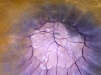 Cyanea lamarckii 14, Blauwe haarkwal, Saxifraga-Foto Fitis-Sytske Dijksen