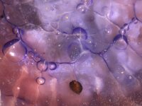 Cyanea lamarckii 15, Blauwe haarkwal, Saxifraga-Foto Fitis-Sytske Dijksen