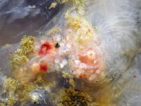 Cyanea lamarckii 17, Blauwe haarkwal, Saxifraga-Foto Fitis-Sytske Dijksen