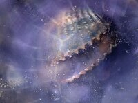 Cyanea lamarckii 18, Blauwe haarkwal, Saxifraga-Foto Fitis-Sytske Dijksen