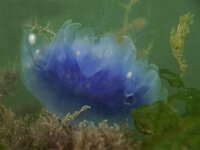 Cyanea lamarckii 21, Blauwe haarkwal, Saxifraga-Foto Fitis-Sytske Dijksen