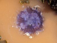 Cyanea lamarckii 3, Blauwe haarkwal in Noctiluca scintillans, Saxifraga-Foto Fitis-Sytske Dijksen