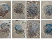 Rhizostoma pulmo 10, Bloemkoolkwal, Saxifraga-Foto Fitis-Sytske Dijksen