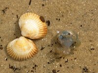 Rhizostoma pulmo 12, Bloemkoolkwal, juv, Saxifraga-Foto Fitis-Sytske Dijksen