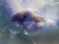 Rhizostoma pulmo 13, Bloemkoolkwal, male, Saxifraga-Foto Fitis-Sytske Dijksen