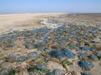 Rhizostoma pulmo 15, Bloemkoolkwal, Saxifraga-Foto Fitis-Sytske Dijksen