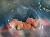 Rhizostoma pulmo 20, Bloemkoolkwal, female, Saxifraga-Foto Fitis-Sytske Dijksen