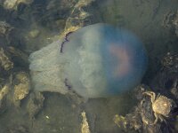 Rhizostoma pulmo 21, Bloemkoolkwal, Saxifraga-Foto Fitis-Sytske Dijksen