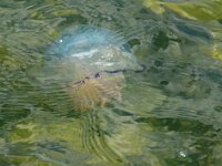 Rhizostoma pulmo 22, Bloemkoolkwal, Saxifraga-Foto Fitis-Sytske Dijksen