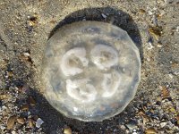 Moon Jellyfish (Aurelia aurita) on beach  Moon Jellyfish (Aurelia aurita) on beach : common jellyfish, jellyfish, moon jelly, saucer jelly, death, the end, moon jellyfish, beach, sand, Aurelia aurita, nature, natural, animal, fauna, wildlife, wild animal, sea life, outside, outdoor, no people, nobody