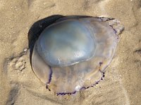 Moon Jellyfish (Aurelia aurita) on beach  Moon Jellyfish (Aurelia aurita) on beach : common jellyfish, jellyfish, moon jelly, saucer jelly, death, the end, moon jellyfish, beach, sand, sandy, Aurelia aurita, nature, natural, animal, fauna, wildlife, wild animal, sea life, outside, outdoor, no people, nobody