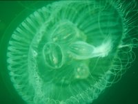 Aurelia aurita, Moon Jellyfish