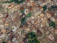 Chrysaora hysoscella 25, Kompaskwal, Saxifraga-Foto Fitis-Sytske Dijksen