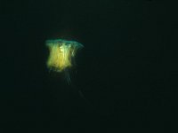 Cyanea capillata 9, Gele haarkwal, Saxifraga-Eric Gibcus