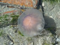 Cyanea lamarckii 8, Blauwe haarkwal, Saxifraga-Mark Zekhuis