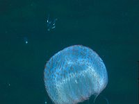 Pelagia noctiluca, Mauve Stinger