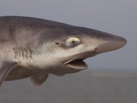 common smooth-hound (mustelus mustelus)  common smooth-hound (mustelus mustelus) portrait : animal, atlantic, beach, broadkill, coast, common, dogfish, fish, fisheries, gamefish, gladde, mustelus, mustelus mustelus, northsea, ocean, sea, sealife, shark, shore, smooth-hound, spiney, surf, waddensea, water, wildlife, zandhaai