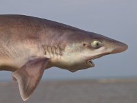 common smooth-hound (mustelus mustelus)  common smooth-hound (mustelus mustelus) shark sideview : animal, atlantic, beach, broadkill, coast, common, dogfish, fish, fisheries, gamefish, gladde, mustelus, mustelus mustelus, northsea, ocean, sea, sealife, shark, shore, smooth-hound, spiney, surf, waddensea, water, wildlife, zandhaai