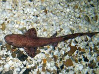 Scyliorhinus canicula 2, Hondshaai, Foto Fitis-Sytske Dijksen