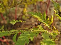 Anabolia nervosa 2, Saxifraga-Ab H Baas