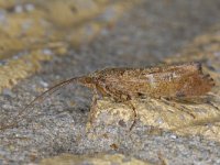 Glyphotaelius pellucidus #13848 : Glyphotaelius pellucidus