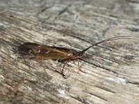 Limnephilus auricula 02, AHB  Limnephilus auricula  Hardenberg-Heemse op 1 mei 2018 Validatie Zie: https://waarneming.nl/waarneming/view/155683045