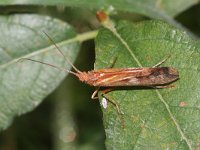 Limnephilus lunatus 2, Saxifraga-Rutger Barendse