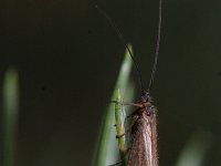 Micropterna sequax 2, Saxifraga- Rutger Barendse