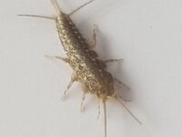 Ctenolepisma lineata 2, Vierstreepzilvervisje, Saxifraga-Ben Delbaere  IICSA   II