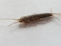 Ctenolepisma lineata 3, Vierstreepzilvervisje, Saxifraga-Ben Delbaere  IICSA   II