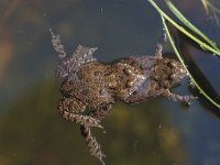 Bombina bombina 3, Roodbuikvuurpad, pair, Saxifraga-Edo van Uchelen