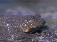 Bombina scabra