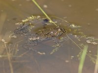 Bombina variegata, Yellow-bellied Toad