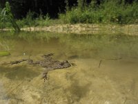 Bombina variegata 13, Geelbuikvuurpad, Saxifraga-Rob Felix : Amphibia, Amphibian, Animalia, Anura, Chordata, amfibie, amfibieën, animal, dier, dieren, frogs and toads, gewervelde dieren, kikkers en padden, vertebraat, vertebrate