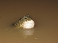 Bufo boulengeri