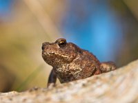 Common toad Bufo Bufo on log with beatiful background  Common toad Bufo Bufo on log with beatiful background : Bufo bufo, Veluwe, amphibian, animal, anuran, atmosphere, background, blue, body, brown, bufo, camera, climb, close up, closeup, common, european, eye, eyed, forest, frog, garden, grass, gray, ground, habitat, hop, image, jump, large, leg, life, living, looking, macro, meadow, mood, mouth, nature, skin, sky, summer, toad, tree, trill, tropical, voice, wart, warty, watching, water, wet, wild, wood