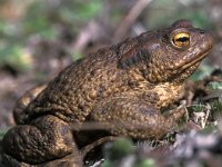 Bufo bufo 1, Gewone pad, Saxifraga-Edo van Uchelen