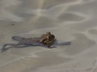 Bufo bufo 12, Gewone pad, Saxifraga-Edo van Uchelen