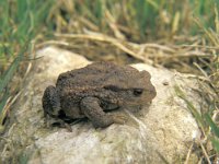 Bufo bufo 13, Gewone pad, Saxifraga-Kees Marijnissen