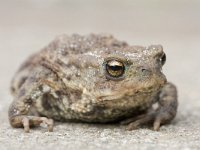 Gewone pad, bufo bufo, Common toad  Gewone pad, bufo bufo, Common toad : Bufo bufo, Common Toad, Gewone pad, Nederland, Utrecht, amfibie, amphibian, animal, april, dier, sidewalk, spring, stad, stedelijk gebied, stoep, straat, street, the Netherlands, voorjaar