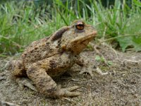 Bufo bufo 21, Gewone pad, Saxifraga-Mark Zekhuis