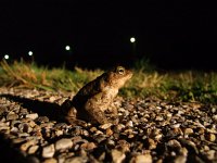 Bufo bufo 23, Gewone pad, Saxifraga-Rudmer Zwerver