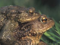 Bufo bufo 3, Gewone pad, Saxifraga-Edo van Uchelen